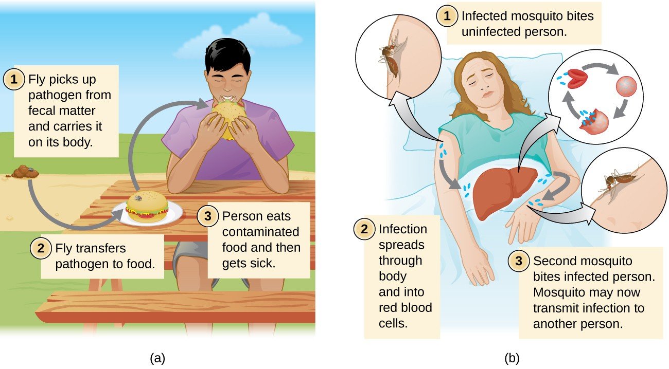 What Are The Two Kinds Of Transmission In Medical Terminology 